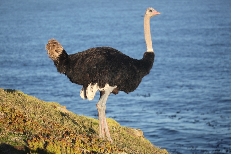 male ostrich